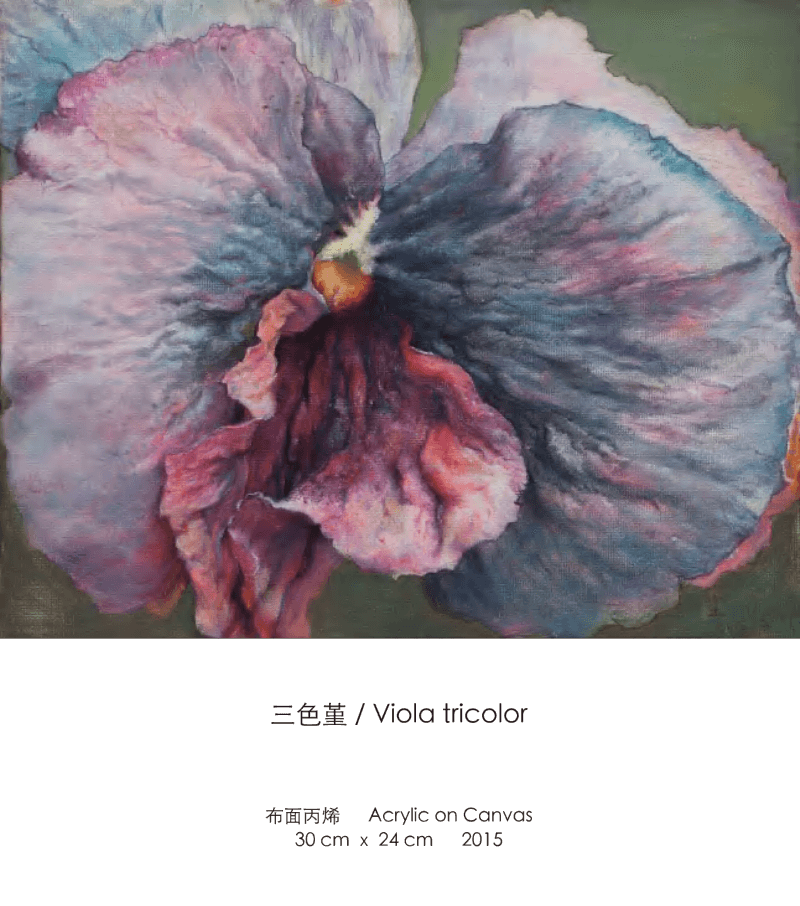 三色堇